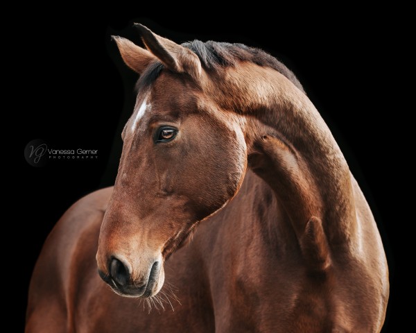 Springpferd D'artagnan 159 (Bayer, 2004, von D'Artagnan Classic)