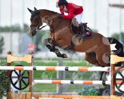 jumper Siec Cherry Ann (Holsteiner, 2008, from Champion du Lys)