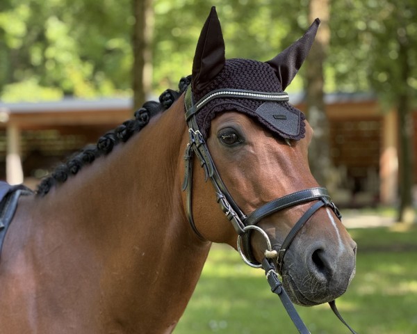 dressage horse Bergerhof's D-Sensation (German Riding Pony, 2018, from D-Power AT)