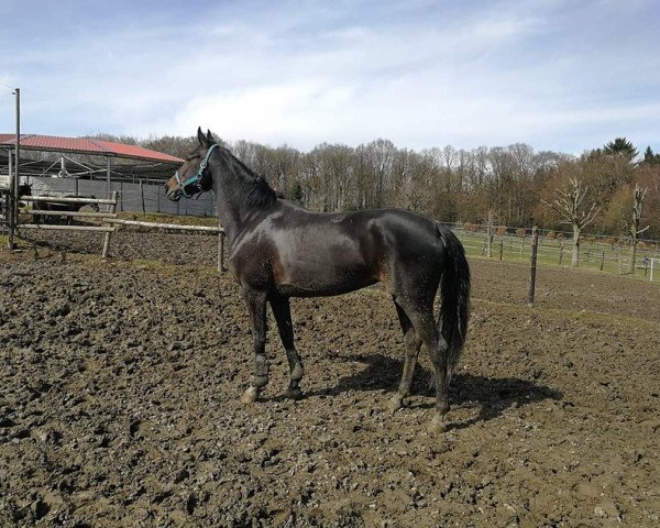 broodmare Rockin Raven (Rhinelander, 2013, from Rock Forever NRW)