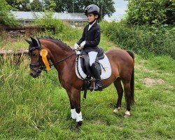 dressage horse My Lady Arnt (Pony without race description, 2006)