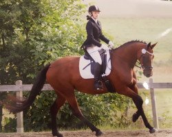 dressage horse Madame Bovary R (Deutsches Reitpferd, 2006, from Millenium d'en Haut)