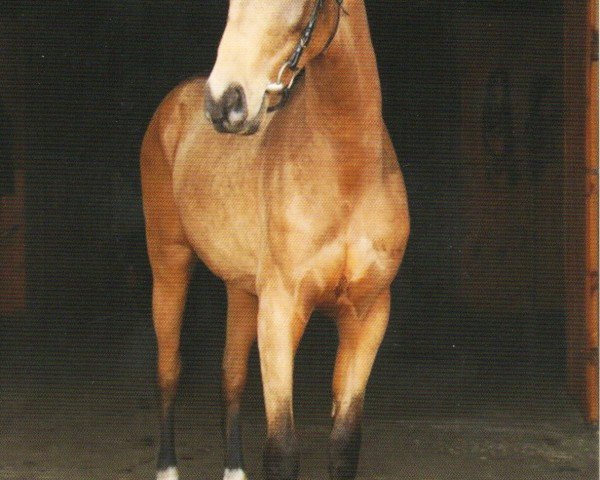 broodmare Agnita (Akhal-Teke, 2006, from Grad)