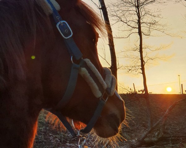 horse Hélia (Lusitano, 2012)