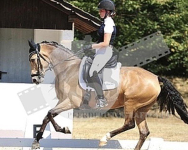 dressage horse Golden Diva 3 (German Riding Pony, 2014, from Golden Challenge)