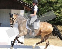 dressage horse Golden Diva 3 (German Riding Pony, 2014, from Golden Challenge)