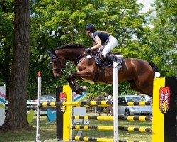 jumper I'm Cassina (Hanoverian, 2017, from I'm Special de Muze)
