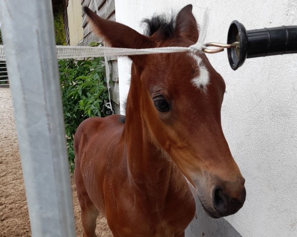 jumper Cassiopaja SR (Oldenburg show jumper, 2023, from Comme il Faut)