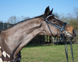 dressage horse Grossini (Rhinelander, 1998, from Grosso Z)