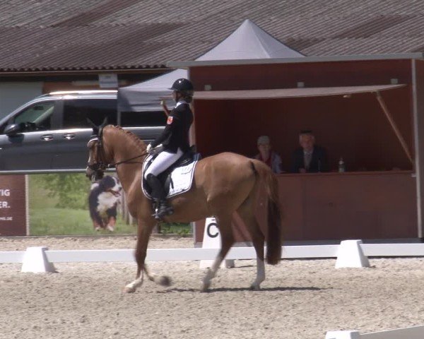 Reitturnier Rot am See- Musdorf 2025