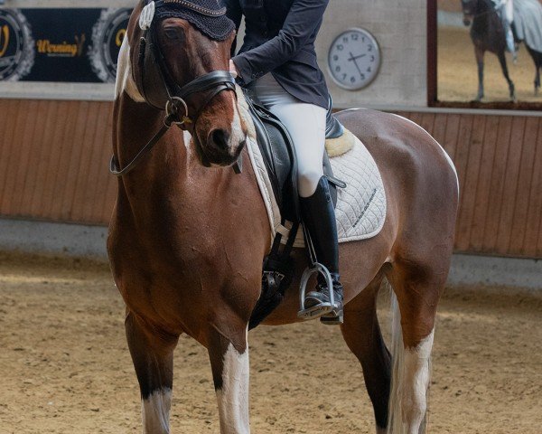 jumper Shalimar M. (Rhinelander, 2009, from Samico F)