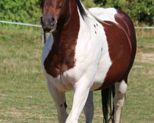 Deckhengst Indy (American Bashkir Curly Horses, 2010)