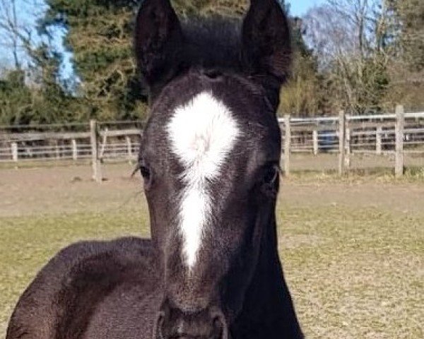 foal by St.Fiona (Hanoverian, 2025, from St. Emilion)