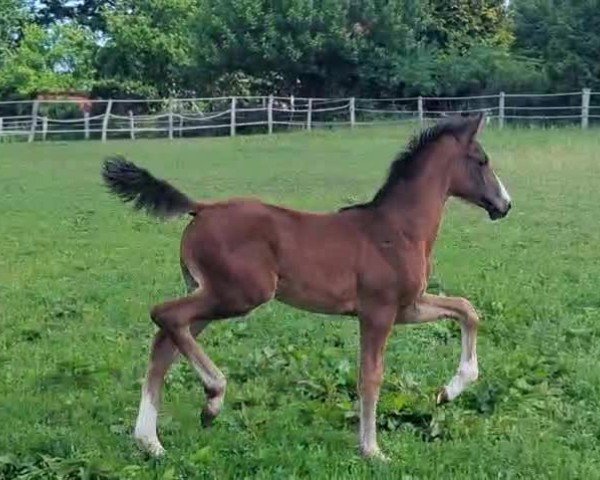 Video of Elodia