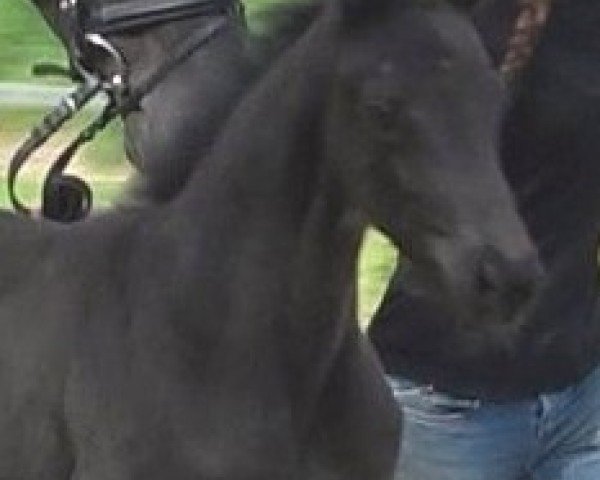 foal Sundance (Hanoverian, 2025, from St. Emilion)