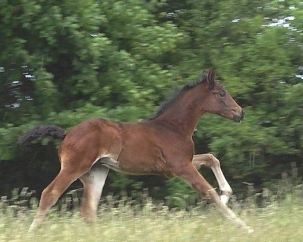 foal by Hf von St.Emilion (Hanoverian, 2025, from St. Emilion)