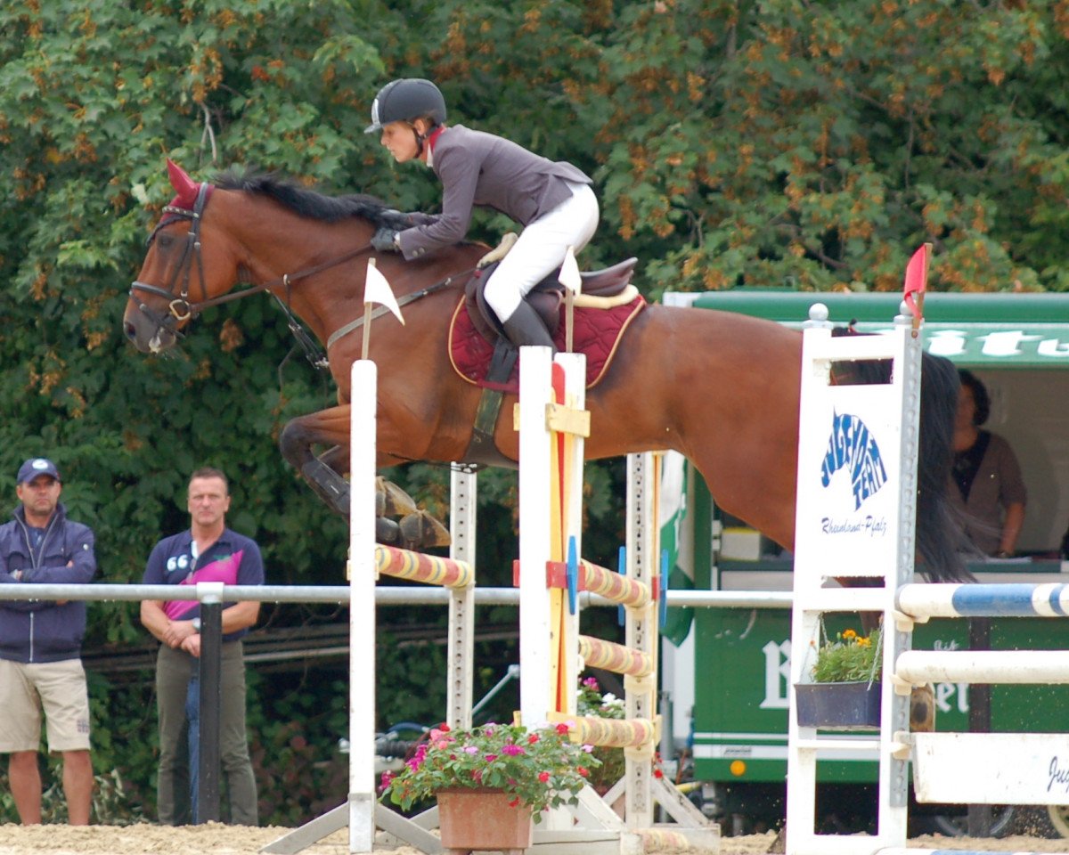 Springpferd Callino 7 (KWPN (Niederländisches Warmblut), 2004, von Eurocommerce Caresino)
