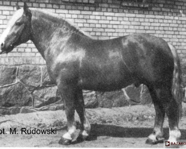 stallion Sztabowy (Polish Heavy Draft, 1958, from Tyrański)