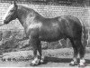 stallion Sztabowy (Polish Heavy Draft, 1958, from Tyrański)