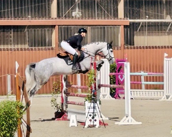 jumper Montesquieu 10 (Holsteiner, 2020, from Million Dollar)