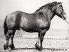 stallion Despotyczny (Polish Heavy Draft, 1954)