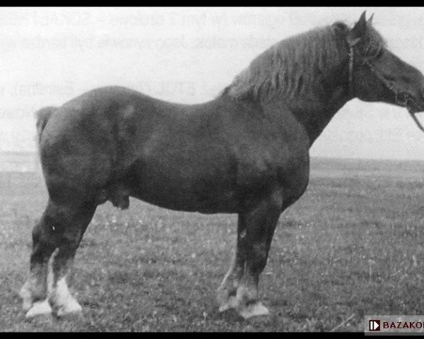 Deckhengst Gustaw ex Steyer (Ardenner, 1939)