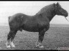 stallion Gustaw ex Steyer (Arden, 1939)