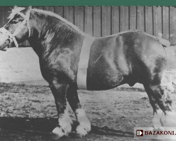 stallion Espoir du Marais (Belgian Ardennes, 1927, from Avenir d'Herse)