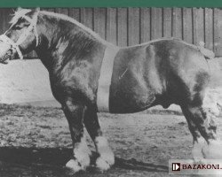 stallion Espoir du Marais (Belgian Ardennes, 1927, from Avenir d'Herse)