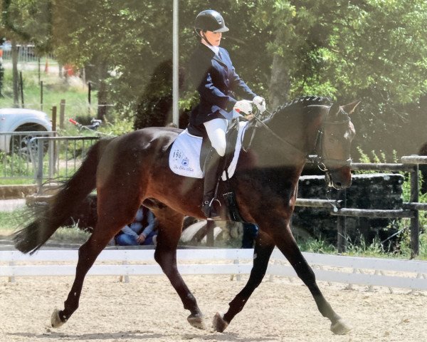 dressage horse Redford G (Luxembourg horse, 2006, from Rascalino)