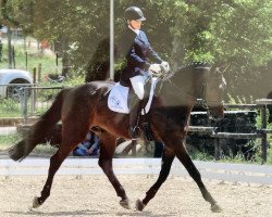 Dressurpferd Redford G (Luxemburgisches Reitpferd, 2006, von Rascalino)