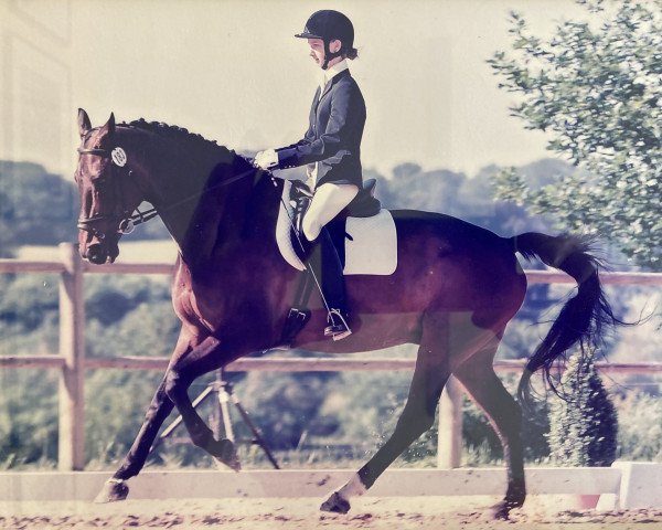 Pferd Wassigny G (Luxemburgisches Reitpferd, 1998, von Wolkenstein II)