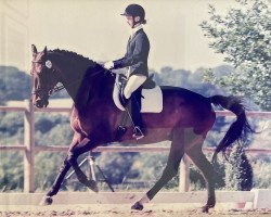 horse Wassigny G (Luxembourg horse, 1998, from Wolkenstein II)