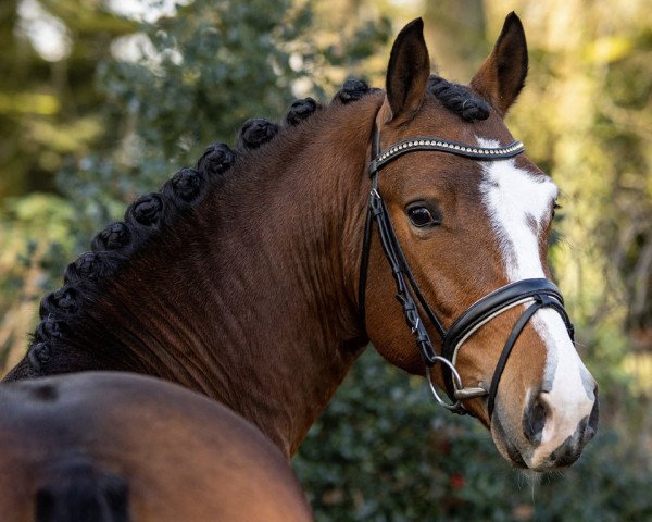 stallion Double Jackpot (German Riding Pony, 2017, from Double Diamond)