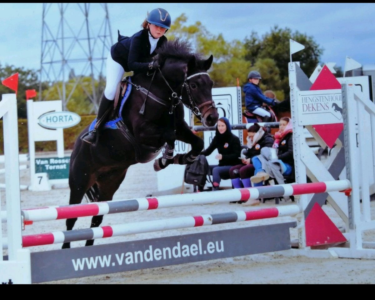 horse Mellaer's Lady gaga (New Forest Pony, 2014, from Sulaatik's Valdez)