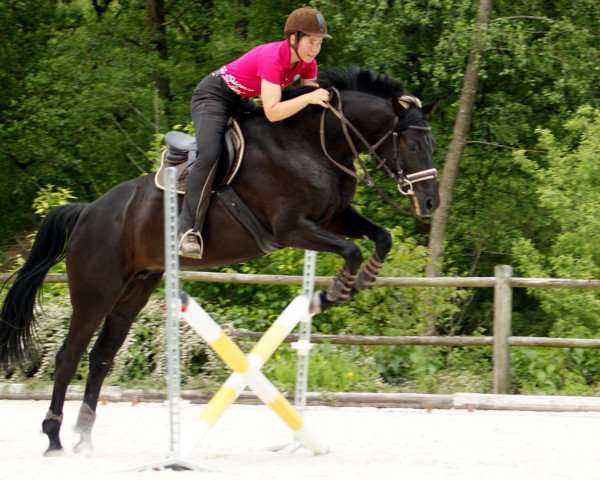 Pferd Zini (Holsteiner, 2006, von Indoctro)