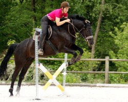 Pferd Zini (Holsteiner, 2006, von Indoctro)