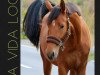 broodmare La Vida Loca (Westphalian, 2017, from Landrebell)