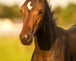 dressage horse Fleur de Lune S (Oldenburg, 2017, from Fürst von Soest)