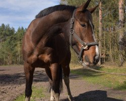 Springpferd Callaica (Hannoveraner, 2008, von Comte)