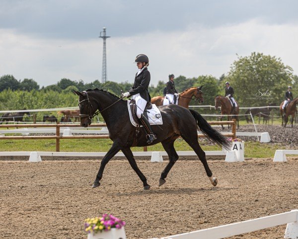 Dressurpferd De Loreans Diamond (Deutsches Sportpferd, 2016, von DeLorean)