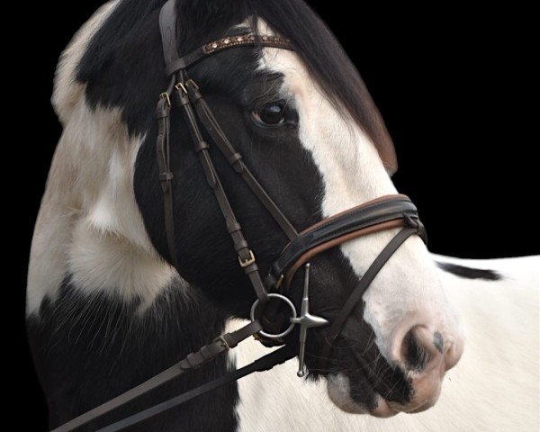 dressage horse Penny 417 (Pony without race description, 2011)