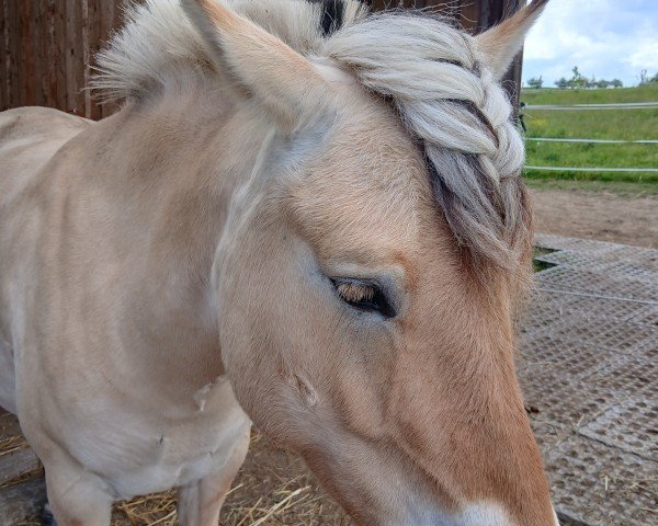 horse Oberon Bifrost (Fjord Horse, 2018, from Cikaro)