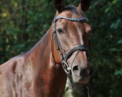 jumper Samira 417 (German Riding Pony, 2007, from Voyage)