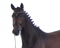 jumper Jolientha (Oldenburg show jumper, 2016, from J'taime flamenco)