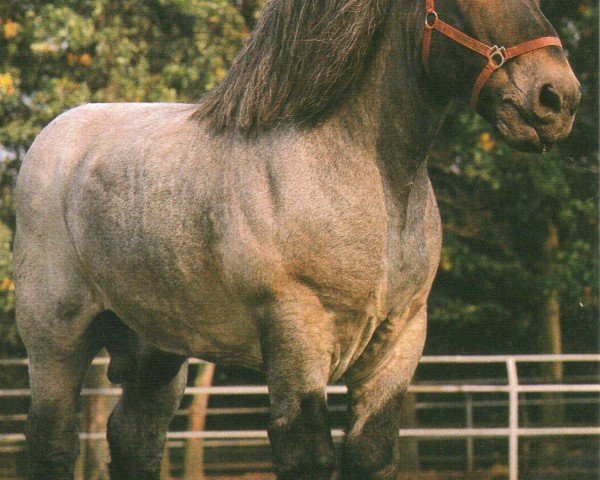 horse Adonis van Bleyendaal (Dutch Heavy Draft, 1969, from Bart van Wijngaarden)