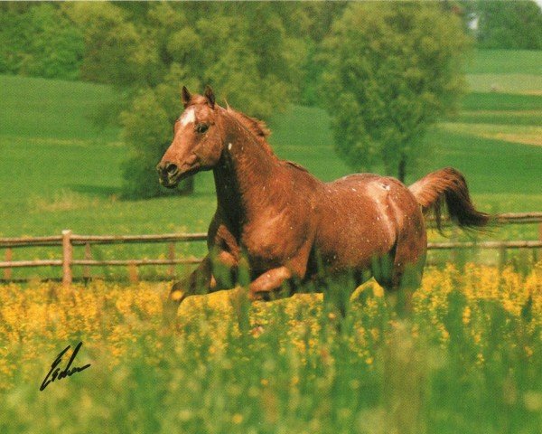 horse Featureing Goer (Appaloosa, 1988, from Goer T)