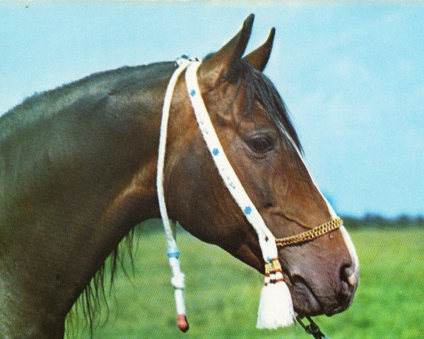 stallion Ali Pasha ox (Arabian purebred, 1997, from Abbas Pasha I ox)