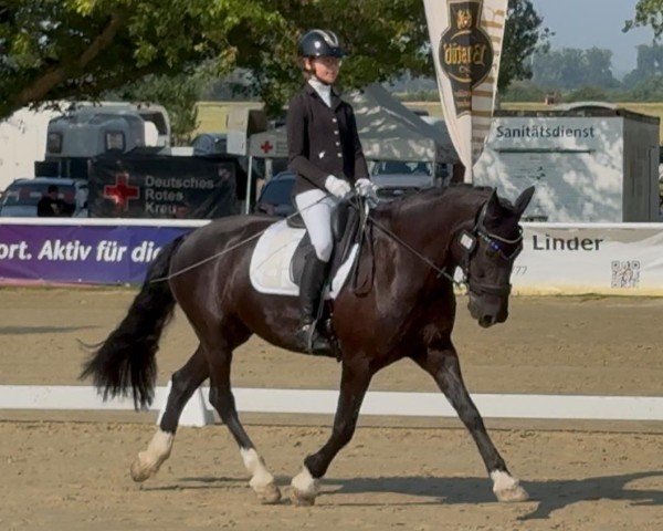 dressage horse Mitcheltroy Black Diamond (Welsh-Cob (Sek. D), 2012, from Trehewyd Hotspur)