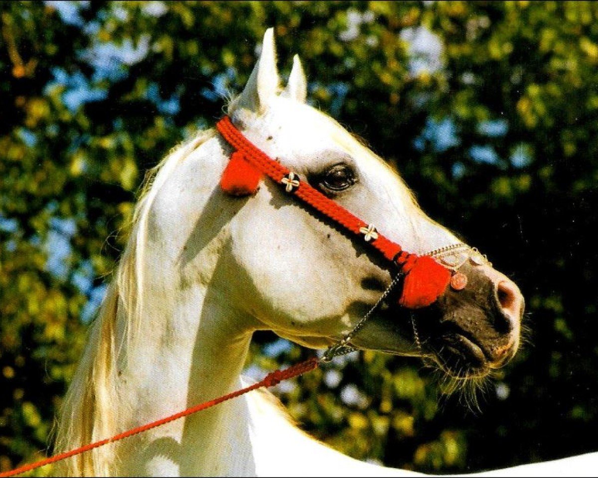 stallion Harik ox (Arabian purebred, 1980, from Saher 1967 ox)